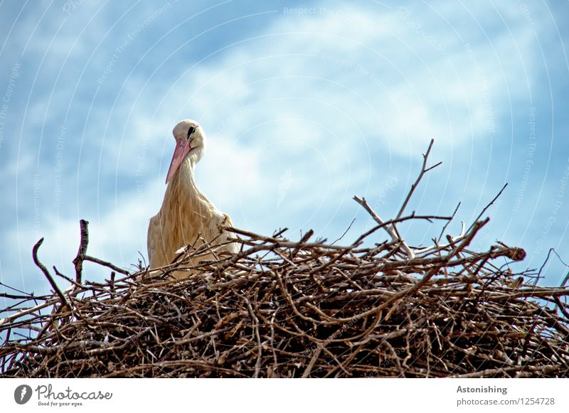 Stork in Nest II Environment Nature Animal Sky Clouds Weather Beautiful weather Wild animal Bird Wing 1 Wood Looking Sit Large Tall Blue Brown White Eyrie