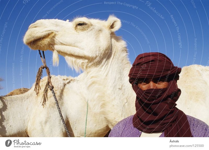 Tuareg Camel Nomade Turban Niger Africa White Portrait photograph Man Desert Pride riding camel Sahara
