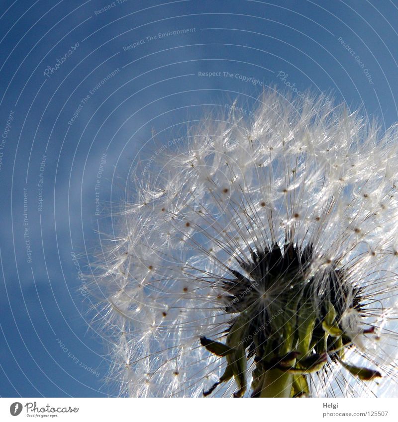 Macro view of a dandelion - a Royalty Free Stock Photo from Photocase