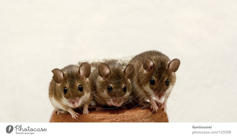 Like the chickens on the bar Pet Mouse Animal face Pelt Paw 3 Group of animals Pack Animal family Small Cute Brown Button eyes Rodent Diminutive Mammal Looking