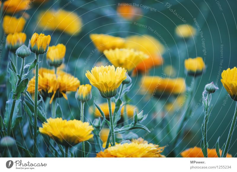flowerpower Environment Nature Plant Animal Beautiful weather Flower Grass Bushes Leaf Blossom Wild plant Garden Park Meadow Bright Crazy Yellow Blossoming Bud