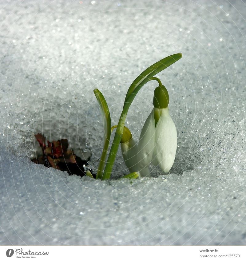 Snow meets bells Winter Nature Plant Spring Ice Frost Flower Blossom Blossoming Growth Bright Cold New Green White Snowdrop Stalk Surface Colour photo Close-up
