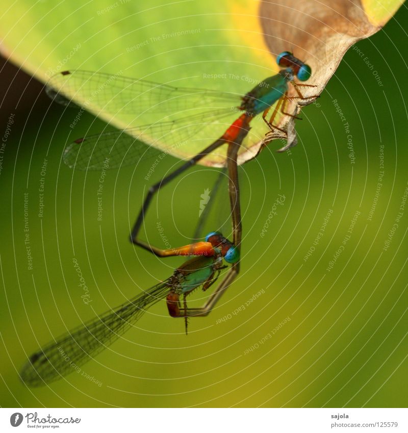 love of dragonflies Animal Wild animal Wing Insect Dragonfly Dragonfly wings Small dragonfly 2 Pair of animals Heart Thin Green Turquoise Bright green