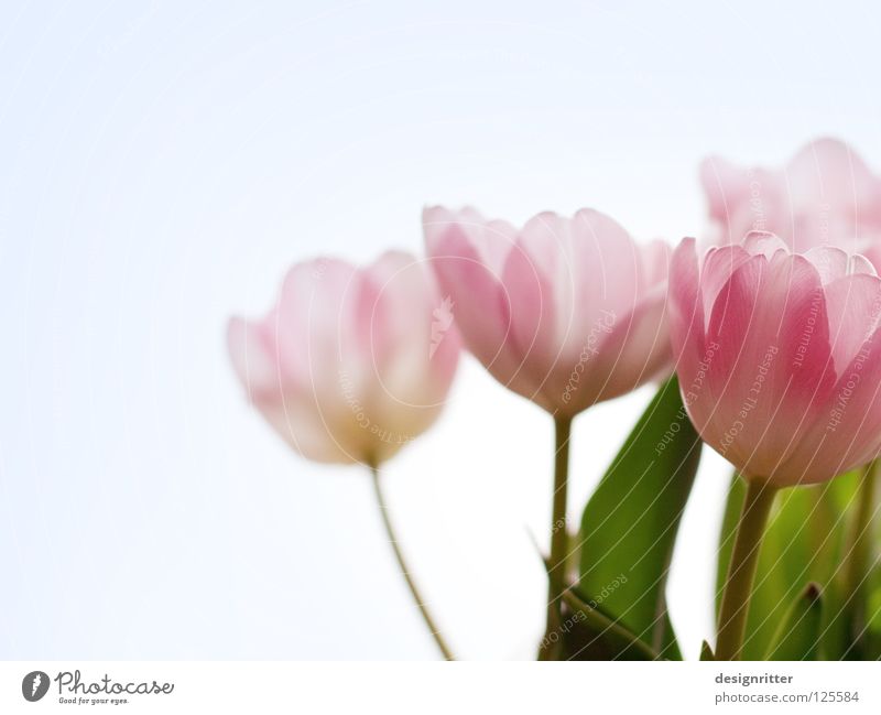 Berühr´ don't call me Tulip Flower Plant Blossom Blossoming Beautiful Delicate Translucent Transparent Fragile Vulnerable Pink Untouched Innocent Trust Spring
