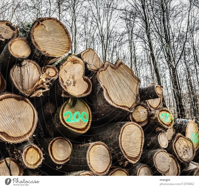 In the forest a stack of tree trunks with the number 200 Craftsperson Lumberjack Forester Lumber industry Renewable energy Forestry Agriculture Industry Trade