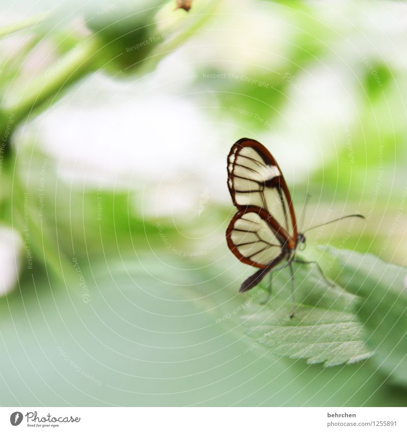 even the smallest... Nature Plant Animal Spring Summer Tree Leaf Garden Park Meadow Wild animal Butterfly Wing glass wing butterfly 1 Relaxation Flying Sit