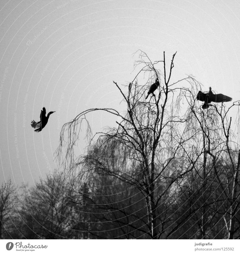 At the Silver Lake Bird Birch tree Tree Forest Fog Gloomy Gray Cormorant 3 Web-footed birds Pond Winter Black & white photo Sky Sit Vantage point Relaxation