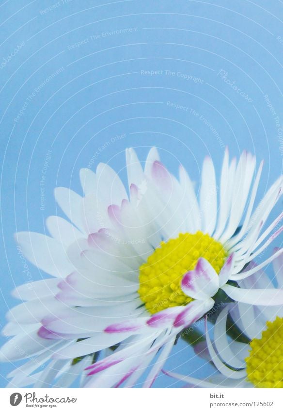 daisies Joy Spring Summer Plant Flower Blossom Meadow Bouquet Blossoming Soft Blue White Romance With love Daisy Medicinal plant Pistil Blossom leave Fragrance