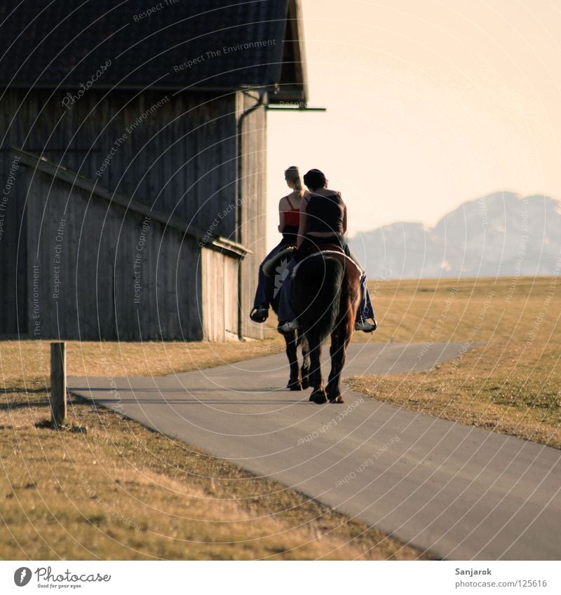 Lucky Luke & Friend Horse Sunset Heavy horse Hoof Barn Light Leisure and hobbies Grass Grassland Physics Tar Tails Pet Farm animal Rain gutter Ride Horse's gait