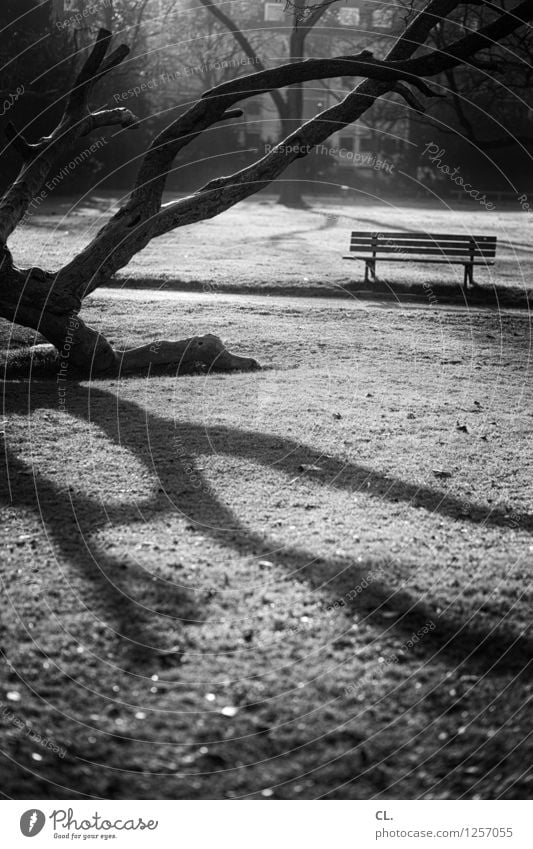 zoopark Environment Nature Landscape Sunlight Autumn Beautiful weather Tree Park Meadow Bench Calm Loneliness Black & white photo Exterior shot Deserted Day