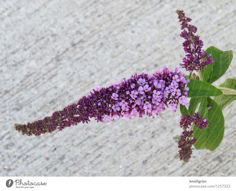 For butterflies Plant Bushes Leaf Blossom Buddleja Blossoming Fragrance Natural Gray Green Violet Colour Nature butterfly plant Apiaceae Umbellifer Colour photo