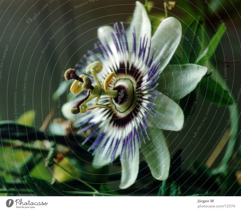 cerulea Passion flower - a Royalty Free Stock Photo from Photocase