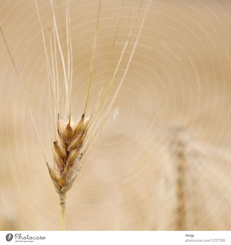 steadfast... Food Environment Nature Plant Summer Agricultural crop Grain Barley Ear of corn Cornfield Field Stand To dry up Growth Esthetic Uniqueness Small