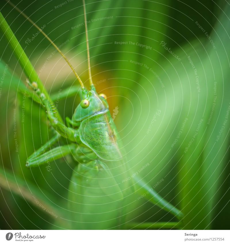 Ascent of a grasshopper Plant Animal Beetle Animal face 1 Hang Crawl Jump Dryland grasshopper Insect Colour photo Multicoloured Exterior shot Close-up Detail