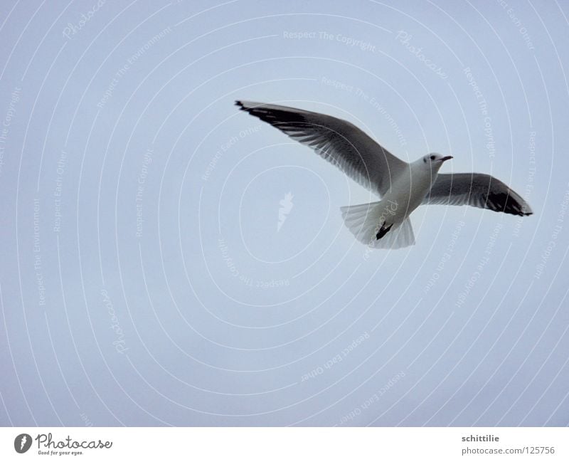 comes a bird flown ... Bird Ocean White Swing seagull Sky Flying Aviation Freedom Blue Wing