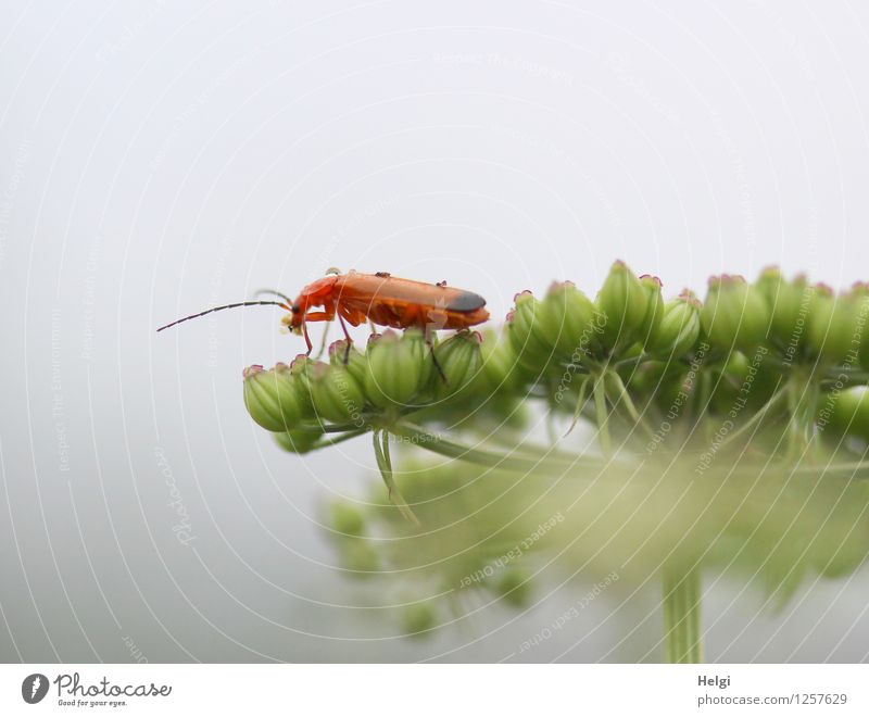 longhorn beetle Environment Nature Plant Animal Summer Flower Wild plant Park Wild animal Beetle 1 To feed Crawl Authentic Uniqueness Small Natural Brown Gray