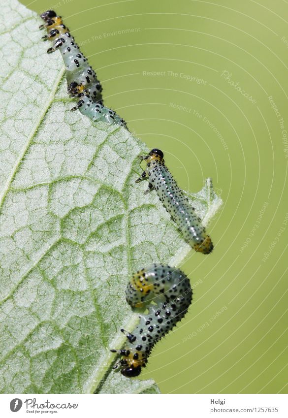 voracious crowd... Environment Nature Plant Animal Summer Leaf Rachis Garden Caterpillar 3 Baby animal To feed Crawl Authentic Together Uniqueness Small Natural