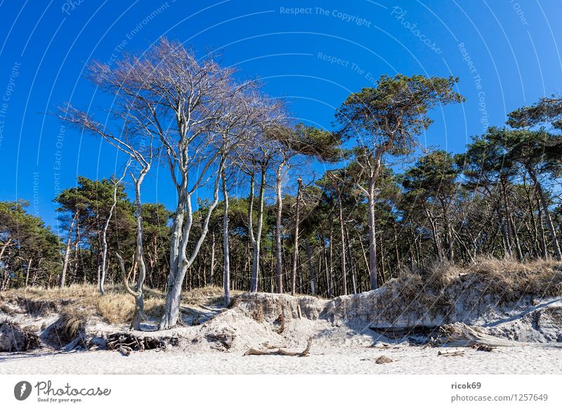 Coastal forest at the Baltic Sea Relaxation Vacation & Travel Beach Ocean Nature Landscape Sand Clouds Tree Forest Wood Blue Romance Idyll Western Beach