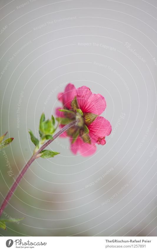flower Environment Nature Plant Gray Green Violet Pink White Flower stalk Blossom Leaf Esthetic Chic Beautiful Outstretched Shallow depth of field Garden