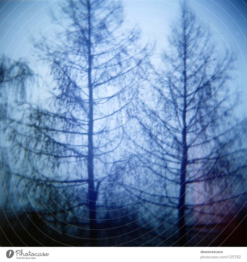 Ghost Spruces. Tree Eerie Analog Coniferous trees Diana ghost spruce Spooky Lomography Vignetting Silhouette