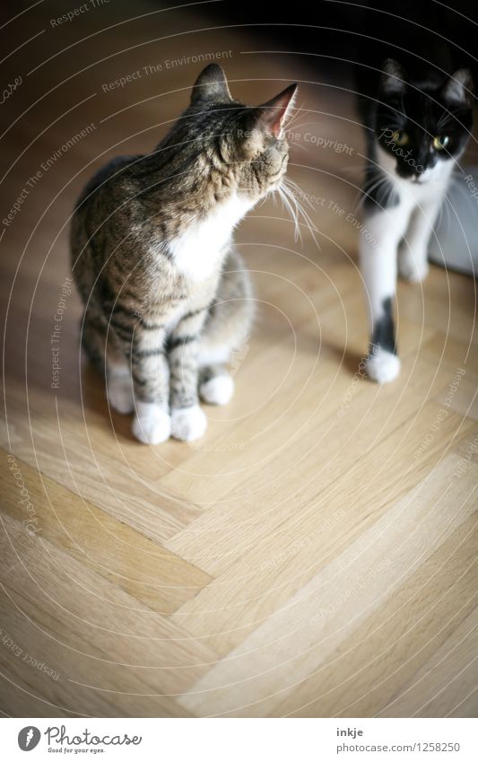 Thelma and Louise Lifestyle Living or residing Flat (apartment) Herringbone Parquet floor Pet Cat 2 Animal Pair of animals Crouch Looking Emotions Agreed Loyal