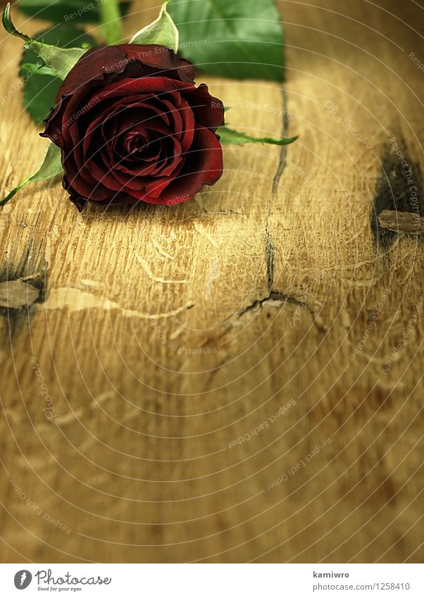 Red rose on a wooden, oak table. Design Beautiful Decoration Desk Table Feasts & Celebrations Valentine's Day Wedding Nature Flower Blossom Heart Love Bright