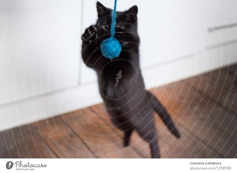Dreamcatcher Pet Cat Playing Instinct Playful Hunting Jump attacking Wool Ball Cute Funny young attacking cat Depth of field black cat Black Experimental