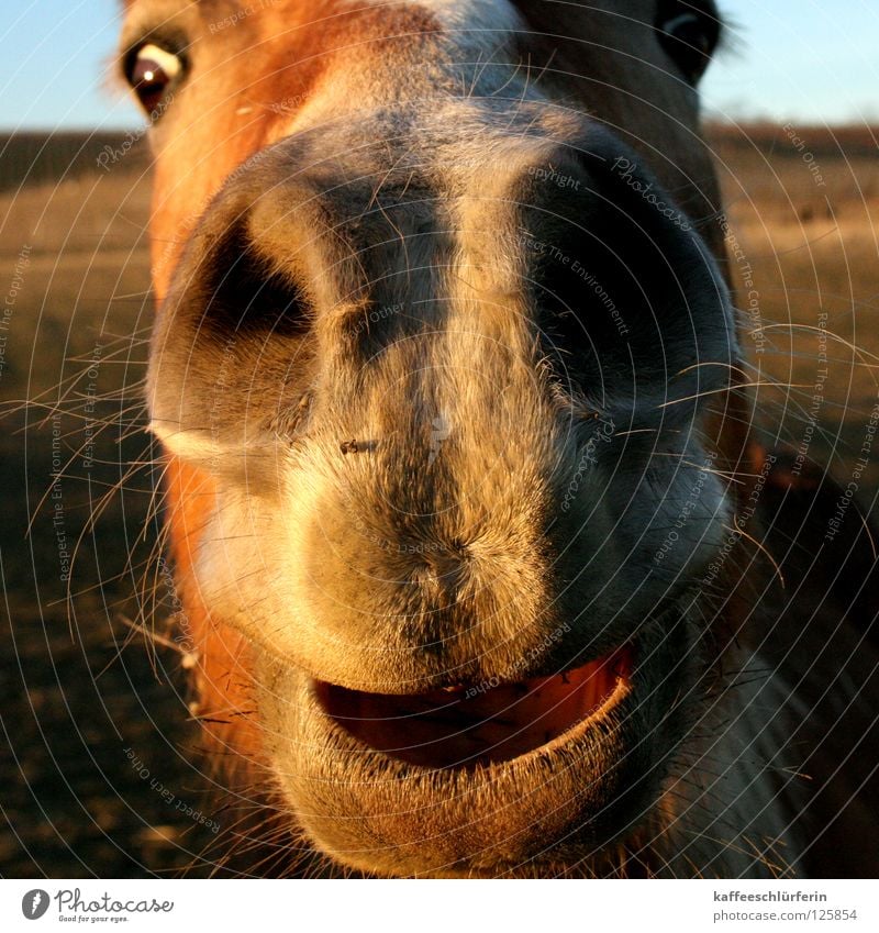 snuffel horse Horse Nostrils Field Evening sun Physics Mammal Muzzle Warmth Close-up Nose