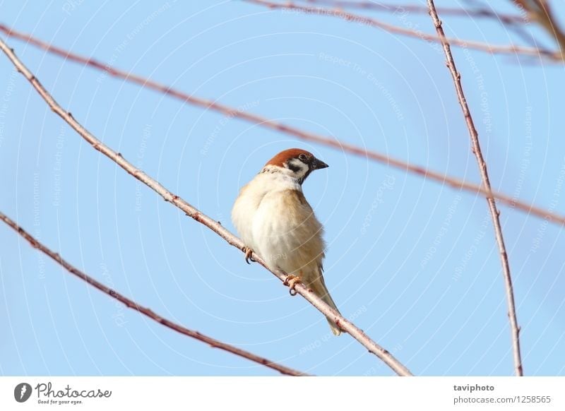 male sparrow on twig Life House (Residential Structure) Garden Man Adults Environment Nature Animal Bird Observe Sit Small Cute Wild Brown branch wildlife close