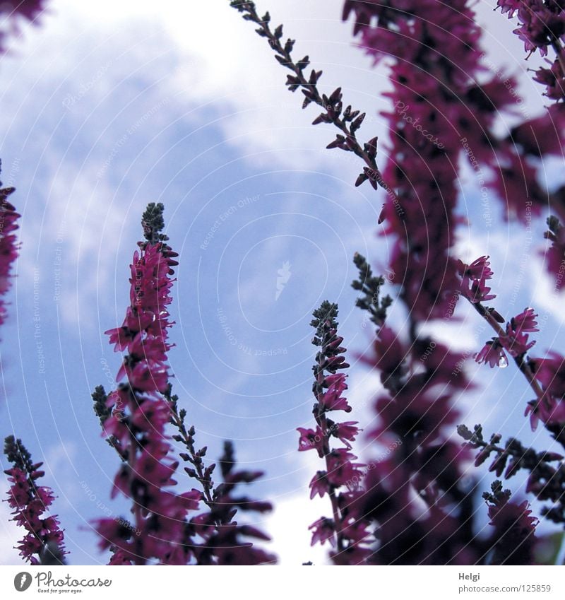 Blooming Heather On The Frog S Eye View In Front Of Blue Sky With Clouds A Royalty Free Stock Photo From Photocase