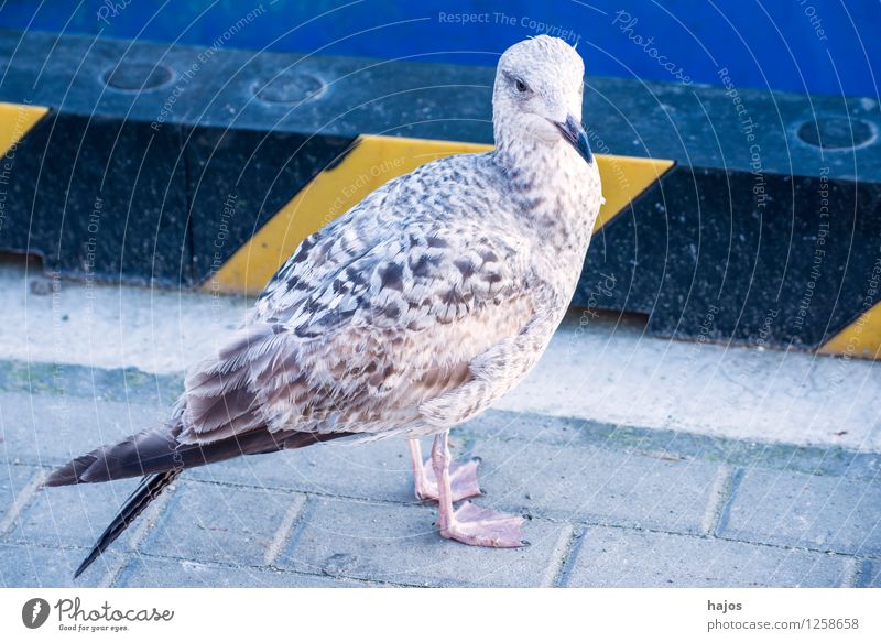 young silver gull sitting in the harbour Nature Animal Water Baltic Sea Harbour Bird Baby animal Blue Silvery gull Larus argentatus Pontoppidan youthful Mole