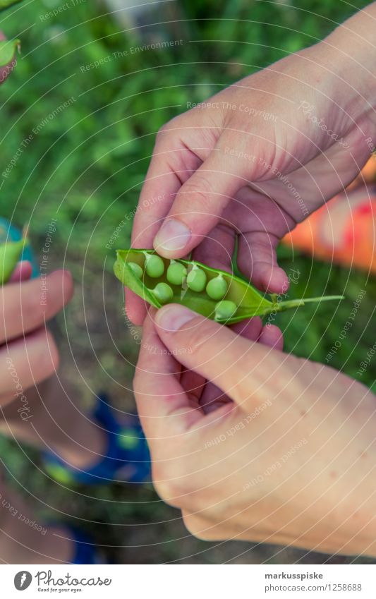 peas on the hand Food Organic produce Vegetarian diet Slow food Finger food Peas Healthy Eating Life Leisure and hobbies Vacation & Travel Tourism