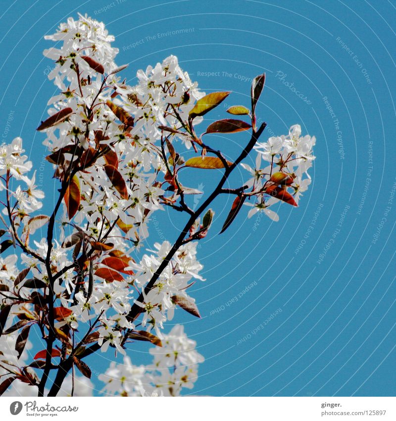 Spring promise - soon they will bloom again Nature Sky Blossom Blossoming Above Blue Green White Branch Blossom leave Deserted Cloudless sky Twigs and branches