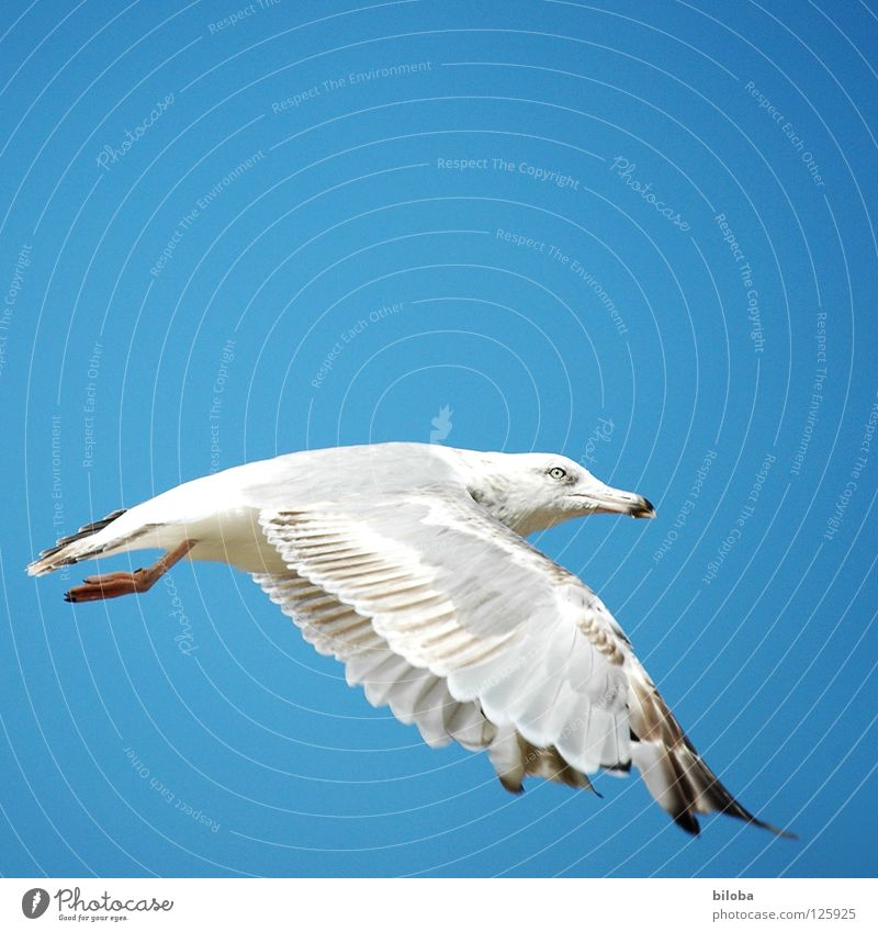 From the schoolbook for seagull flying lessons Seagull White Black Sea bird Bird Animal Poultry Infinity Beautiful Perfect Iron blue Deep Exterior shot seagulls