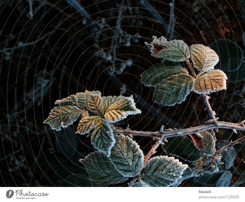grumbling stalk Bushes Thorny Scratch Sweet Hoar frost Winter Blackberry Blood Harvest Frost Snow