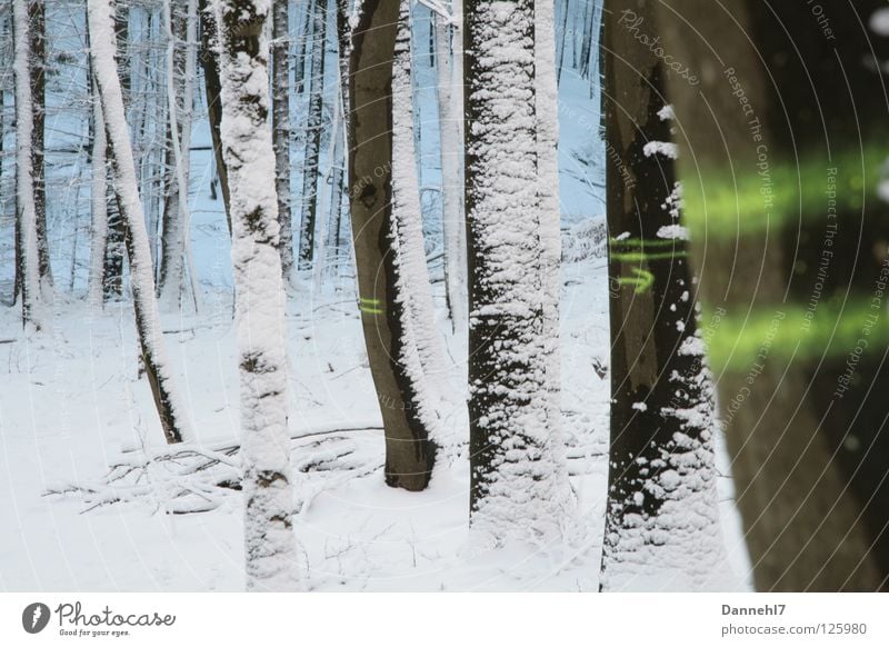 stripe trees Tree Forest Winter White Black Green Direction Stripe Loneliness Neon light Germany Snow Signs and labeling What should I do Forester