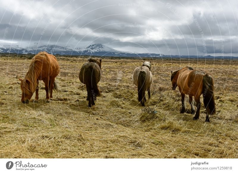 Iceland Environment Nature Landscape Sky Clouds Climate Mountain Snowcapped peak Animal Wild animal Horse Iceland Pony 4 To feed Natural Moody Colour photo