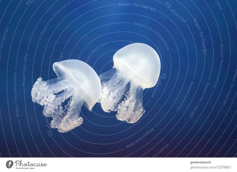 Jellyfish Spell 4 Aquarium 2 Animal Swimming & Bathing Together Relationship Design Contact Ease Esthetic Elegant fluid Round Beautiful Blue White Emotions