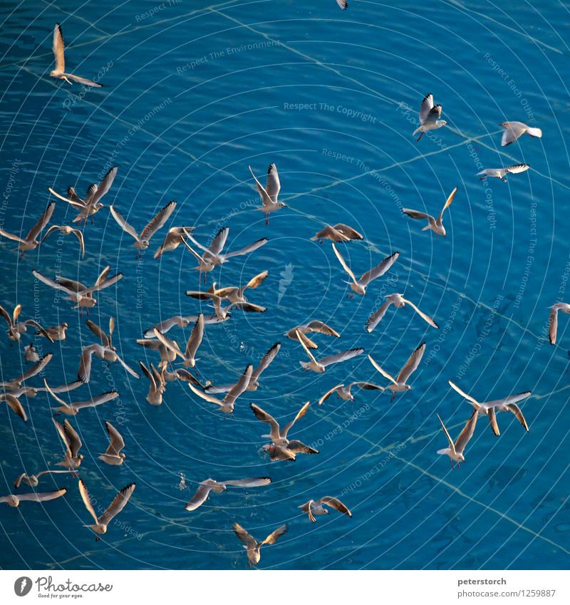 Seagull swarming 2 Vacation & Travel Gull birds Flock Flying Esthetic Elegant Free Together Speed Blue Life Beginning Movement Ease Moody awakening Judder Wing