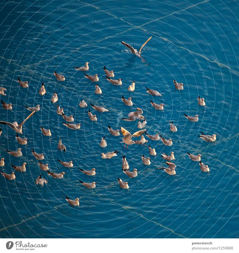 seagull swarming Water basin gulls Flock Swimming & Bathing Flying Free Blue Movement Colour Idyll Contact quantity Judder Wing Colour photo Exterior shot