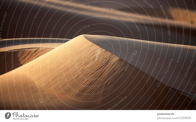 Dune 11 Vacation & Travel Far-off places Nature Landscape Sand Desert Esthetic Exceptional Elegant Exotic Round Dry Soft Moody Purity Adventure Contentment