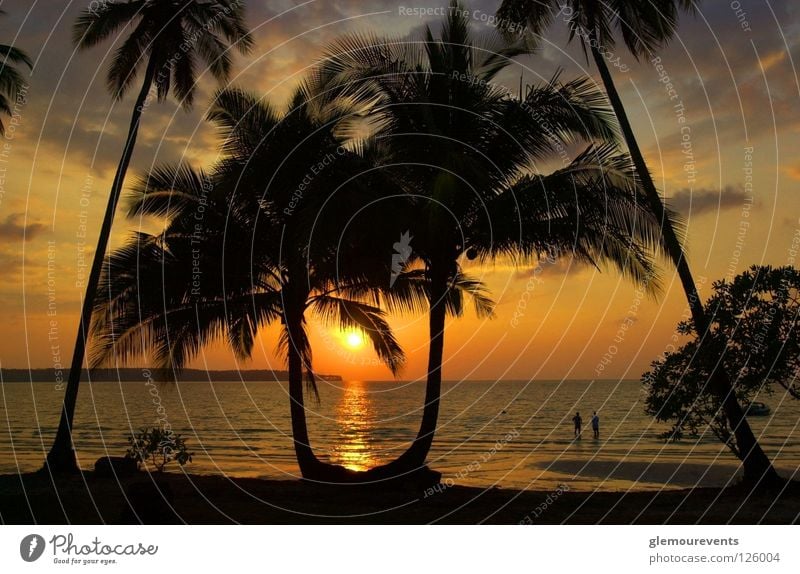 Sunset at the beach Beach Romance Tanning salon Palm tree Ocean Horizon Gorgeous Physics Love Celestial bodies and the universe Island Warmth Cuba
