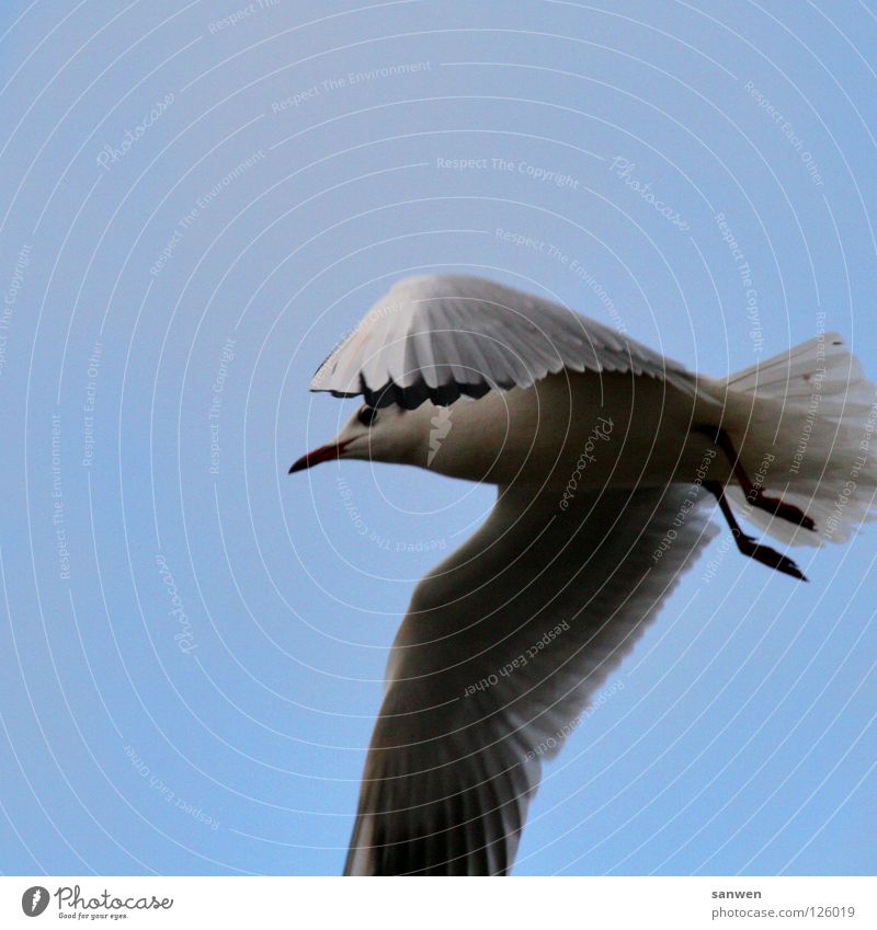 möwenpic Seagull Bird Animal Black Clouds Rendsburg Hover Loneliness Concealed Hide Beak Aviation Black-headed gull  Blue Blue sky Sky North-East Sea Canal