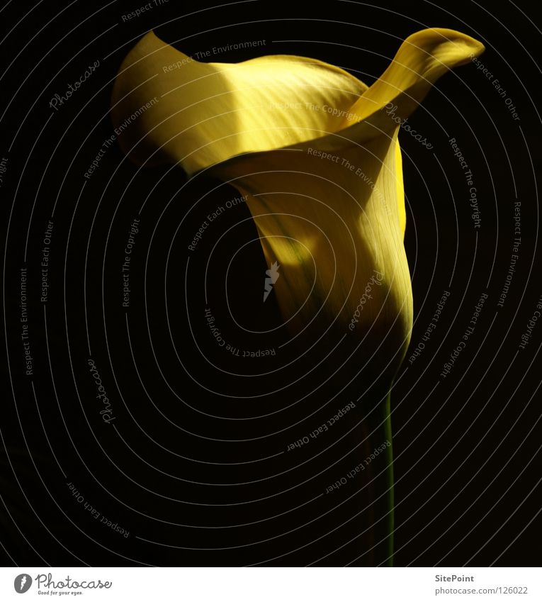 Calla Yellow Flower Black Light Beautiful Delicate nice Elegant