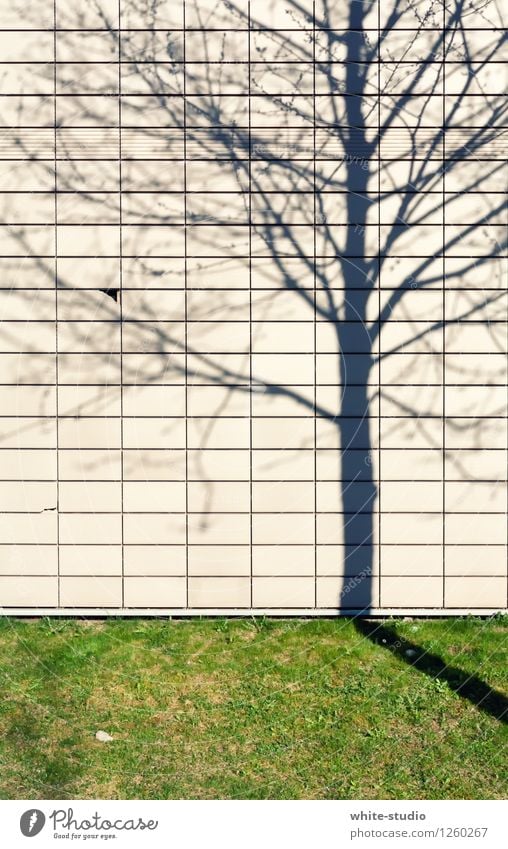 shadow play Nature Surprise Shadow Shadow play Dark side Shadowy existence Shadow child image Accomplice Tree Branch Colour photo Exterior shot Deserted Day