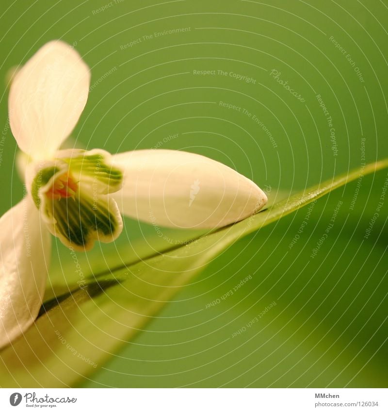 ventilator Snowdrop Flower Plant Blossom Calyx Green White Spring Bulb flowers Open Macro (Extreme close-up) Close-up Winter milk flower Pretty February Girl