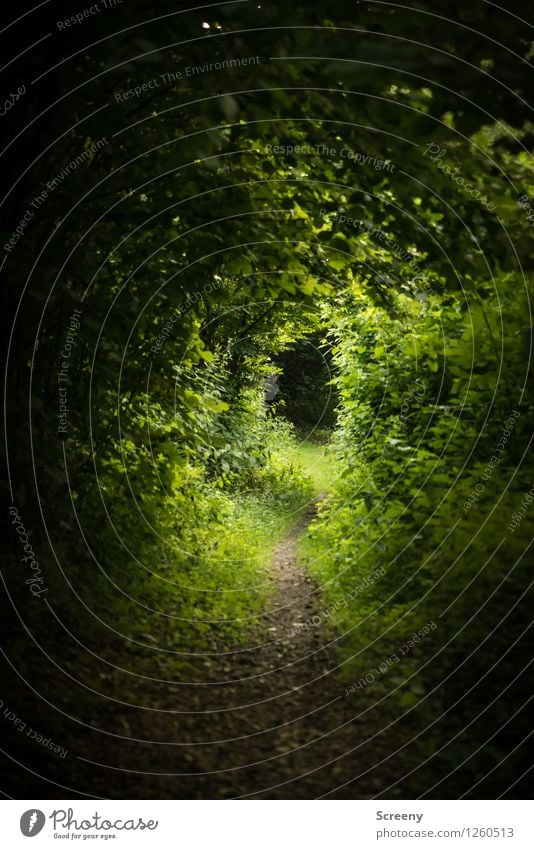 The path Hiking Nature Landscape Plant Summer Tree Grass Bushes Forest Green Calm Discover Idyll Lanes & trails Jinxed Colour photo Exterior shot Deserted Day