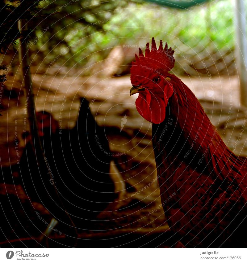 cock Rooster Barn fowl Pet Feather Poultry Beak Agriculture Farm Bird Red Free-roaming Colour Wing Peck Livestock breeding Comb Pride