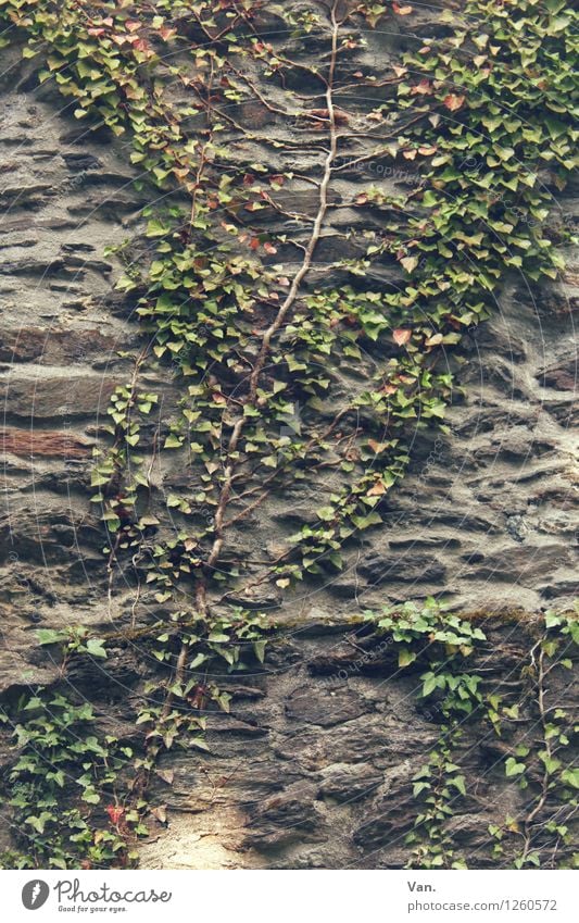 climbing mexe Nature Summer Plant Bushes Leaf Foliage plant Ivy Creeper Wall (barrier) Wall (building) Gray Green Tendril Stone Colour photo Subdued colour