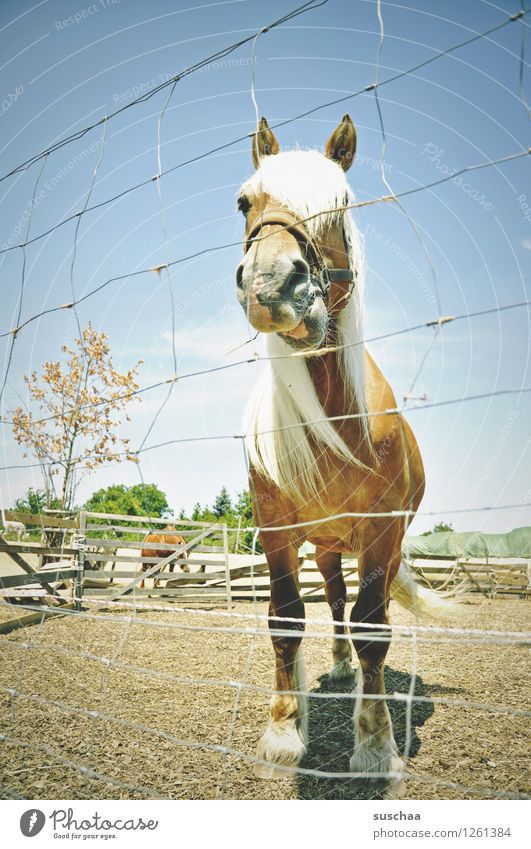 school is (k)a pony farm Farm Enclosure Fence Horse Pony Agriculture